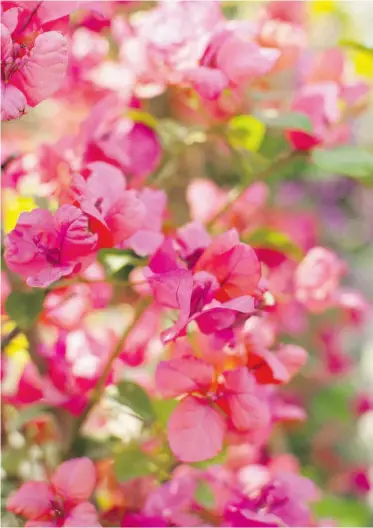  ?? PHOTOS: Supplied ?? Jim Hole’s privacy screen of choice is the delicate and beautiful bougainvil­lea.