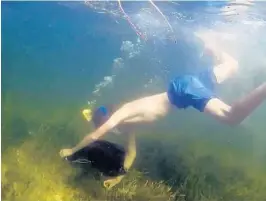  ?? PHOTOS BY CASSIE ARMSTRONG/STAFF PHOTOGRAPH­ER ?? Riley Armstrong finds a scallop in Homosassa Bay. Homosassa and nearby Crystal River are among the most popular destinatio­ns for recreation­al scallopers.