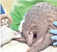  ??  ?? Rescued pangolin was being checked by Danau Girang Field Centre staff. - Copyright Danau Girang Field Centre.