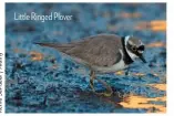  ??  ?? Little Ringed Plover