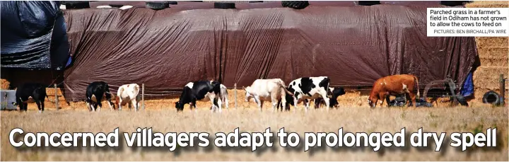  ?? PICTURES: BEN BIRCHALL/PA WIRE ?? Parched grass in a farmer’s field in Odiham has not grown to allow the cows to feed on