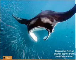  ??  ?? Manta rays feed at greater depths than previously realised.