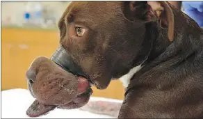  ?? PHOTOS: CAITLYN’S COMEBACK/FACEBOOK ?? This young Staffordsh­ire terrier mix was found with her muzzle ducttaped shut in South Carolina. She had no way of eating or drinking, but is healing in a new home.
