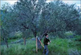  ?? AUDREY RODEMAN — CAIN BURDEAU VIA AP ?? This March 13 photo shows reporter and writer Cain Burdeau pruning an olive tree with shears and a small saw on a property his wife and he bought in Contrada Petraro in the mountains of northern Sicily near Castelbuon­o. This was their first season of...