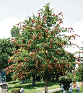  ?? (GENE KRITSKY) ?? Un arbre dont les plus jeunes branches se dessèchent après avoir cassé sous le poids des oeufs de cigales. L’insecte n’est pas considéré comme un ravageur.