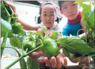  ?? PROVIDED TO CHINA DAILY ?? Students examine green pepper, a vegetable that has been taken to outer space for scientific experiment­s.