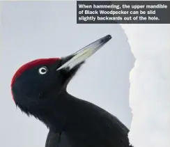  ?? ?? When hammering, the upper mandible of Black Woodpecker can be slid slightly backwards out of the hole.