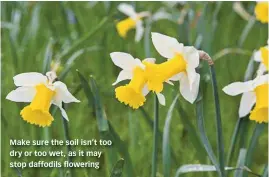  ??  ?? Make sure the soil isn’t too dry or too wet, as it may stop daffodils flowering