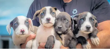  ?? ?? Puppies like these found homes in the Taupō district this year.