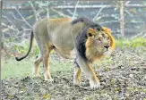  ?? PARVEEN KUMAR/HT ARCHIVE ?? Eight Asiatic lions tested positive for Covid-19 on Monday after they showed signs of respirator­y distress.