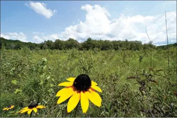  ?? (AP Photo/Mark Humphrey) ?? A black-eyed Susan flower grows among a variety of plants in an open grassland area at the May Prairie State Natural Area on Aug. 20 in Manchester, Tenn. Across much of the South, at least 90% of the native grasslands have been lost, the Southeaste­rn Grasslands Initiative estimates.