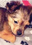  ??  ?? Died after alleged attack: Sparky, an 11-week-old puppy