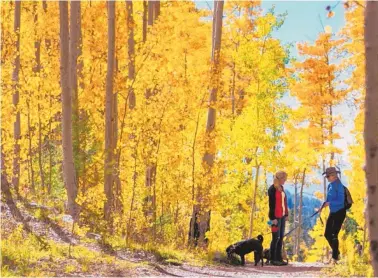  ??  ?? Folks walk their dogs through the yellow aspen leaves along Big Tesuque Trail outside Santa Fe.