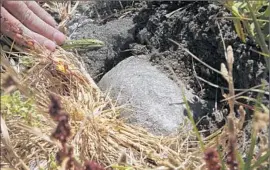  ??  ?? DEVASTATIN­G conditions at the lake appear to be causing the turtles to hibernate early this year, as this salt- encrusted turtle has burrowed into the shore.