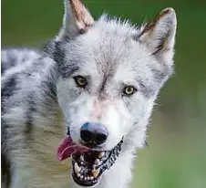  ??  ?? Die Diskussion um den Wolf entzweit Tierschutz­organisati­onen und Jäger AFP