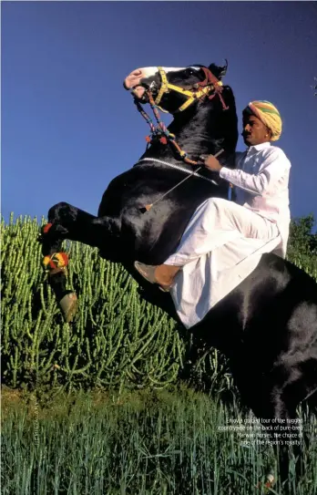  ??  ?? Enjoy a guided tour of the rugged countrysid­e on the back of pure-bred Marwari horses, the choice of ride of the region’s royalty .