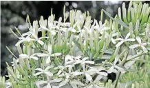  ?? Pavetta. The two species that Pavetta lanceolata, the weeping ?? A TREE genus that flowers particular­ly well in KZN summers is grow particular­ly well in many gardens around Durban are bride’s bush, and Pavetta edentula, the gland-leaf bride’s bush.