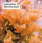  ??  ?? Calocedrus ‘Berrima Gold’