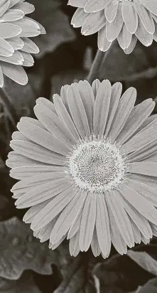  ?? National Garden Bureau ?? Gerbera daisies take care in the summer.