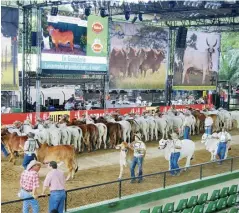  ?? ?? Habrá juzgamient­os bovinos brahman, gyr, F1, y beefmaster, exhibición de razas criollas, con ejemplares de las mejores ganaderías.