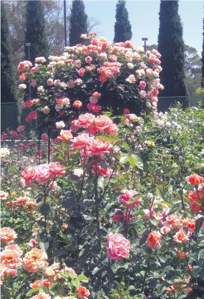  ??  ?? Apricot roses – with enough sunshine and space to grow, these roses make a show.