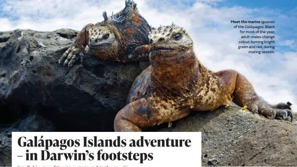  ?? ?? Meet the marine iguanas of the Galápagos. Black for most of the year, adult males change colour, turning bright green and red, during mating season.