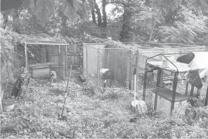  ?? STATE OF CONNECTICU­T/COURTESY ?? State authoritie­s say pit bulls used in a dog fighting ring were kept in unsanitary conditions in this Orange backyard.