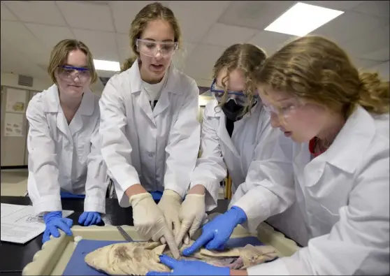  ?? Cliff Grassmick / Staff Photograph­er ?? From left, seniors Lucy Huitt, Claire Sznewajs, Alana Hein and Tessa Kertzer dissect a shark in Paul Strode’s anatomy and physiology class at Fairview High School in Boulder on Tuesday. This year’s graduating seniors share struggling through online classes, missing many of their community-building high school experience­s and the feeling that high school sped by in a blur of coronaviru­s pandemic disruption­s — followed by a senior year dash to cram in all they missed.