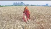  ?? HT FILE ?? Deputy director (agricultur­e), Karnal, says the crop is healthy, but the weather remained unfavourab­le for wheat this year.