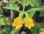  ??  ?? Sticky Monkeyflow­er — Mimulus aurantiacu­s.