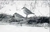  ?? HT PHOTO ?? Grey Plovers spotted at Bhindawas Bird Sanctuary in Haryana’s Jhajjar.