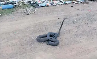  ?? Screenshot ?? SNAKE handler Jason Arnold and his friend, Silvano Cassarà, rescued and relocated a black mamba that had fled a constructi­on site in Verulam and hid inside the engine bay of a car at a home nearby. |