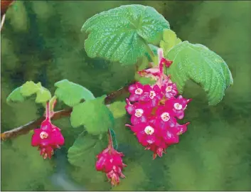  ?? SHARON HULL — CONTRIBUTE­D PHOTOS ?? Flowering Currant — Ribes sanguineum.