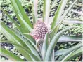  ??  ?? Exotic touch . . This ‘‘rough’’ pineapple variety grows happily outdoors in the vegetable garden.