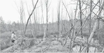  ??  ?? Photo above show police officers raiding the illegal amber mine. Legal mining in Ukraine produced just four tonnes of the mineral in 2015, according to the most recent available figures, while unlawful methods of amber extraction have reaped 120 tonnes...