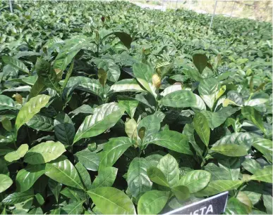  ??  ?? VERMICOMPO­ST IS GREAT FOR COFFEE – Photo shows robust coffee seedlings that have been fertilized with vermicompo­st. This is at the nursery of the coffee project of the municipali­ty of Piddig headed by Mayor Eddie Guillen. Piddig has launched a massive...