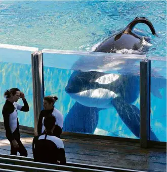  ?? Phelan M. Ebenhack/Associated Press ?? Orca Tilikum, em foto de 2011, observa treinadora­s do SeaWorld em momento de folga