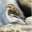  ??  ?? i Snow buntings breed in the Arctic in summer, then come south to more temperate climates from October to April. Common enough to have been given a Gaelic name, ‘gealóg shneachta’, they have been recorded in the Mournes in winter