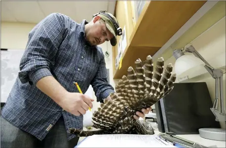  ?? TED S. WARREN — THE ASSOCIATED PRESS ?? Wildlife technician Jordan Hazan records data in a lab in Corvallis, Ore., from a male barred owl he shot earlier in the night.