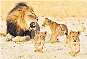 ??  ?? Alpha male: Cecil with his cubs