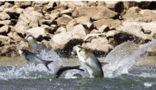  ?? STAFF FILE PHOTO BY C.B. SCHMELTER ?? Carp jump out the Cumberland River at the Barkley Dam during an electrofis­hing demonstrat­ion by Kentucky and Tennessee wildlife officials in Grand Rivers, Ky.