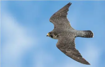  ?? ?? TWO: Adult Peregrine Falcon (The Urals, Russia, 15 June 2016). This flying bird shows the typical Peregrine silhouette of a thickset, powerful body, short, broad tail and very broad-based wings with a relatively long ‘arm’ and short, pointed ‘hand’. The paler rump and uppertail coverts contrastin­g with the darker upperparts and tail catch the eye here and would be even more prominent at range.