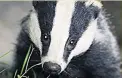  ??  ?? SPARED Party will stop badger cull