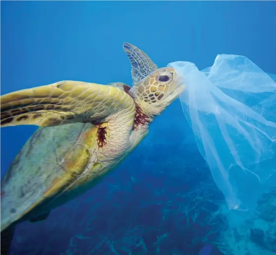  ?? Bild: TROY MAYNE/TT ?? DRABBAR DJUREN. En grön havssköldp­adda som har fastnat i plastskräp. 150 000-500 000 ton plast dumpas årligen i haven runt om i Europa.