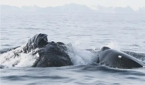  ?? PICTURE: UNIVERSITY OF ST ANDREWS ?? 0 St Andrews scientists put data tags on 13 humpback whales to test their responses to sonar