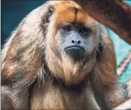  ?? Jack Bradley / Contribute­d photo ?? Two sister howler monkeys have moved from Texas to the Beardsley Zoo in Bridgeport, joining to the zoo’s current howler monkey, Cain, who lost his two previous companions to old age.