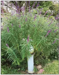  ??  ?? Mexican bush sage is one of the tallest and showiest of the salvias.