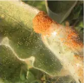  ??  ?? A red spider mite infestatio­n
Picture: GARDEN ORGANIC/ PA