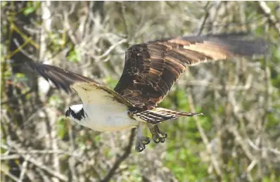  ?? STAFF PHOTOS BY JOHN RAWLSTON ?? An osprey flies at the Tennessee River Garden property in Marion County on Tuesday near TVA’s Raccoon Mountain pumped storage facility in Chattanoog­a. Efforts are under way to establish active osprey nests in the downtown Chattanoog­a area.