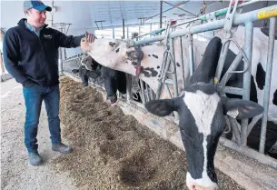  ?? CLIFFORD SKARSTEDT PETERBOROU­GH EXAMINER FILE PHOTO ?? Fifth-generation dairy farmer Justin Crowley tends to his cattle in Hastings, east of Peterborou­gh, Ont. Canada maintains that it is fully within its rights to apply tariff-rate quotas to dairy products.